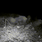 Outdoor Wildlife Trail Camera with Night Vision and Fast Trigger Speed