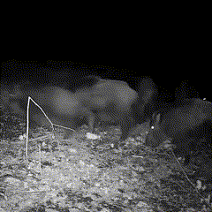 Outdoor Wildlife Trail Camera with Night Vision and Fast Trigger Speed